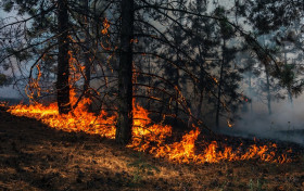Причины возникновения лесных пожаров.